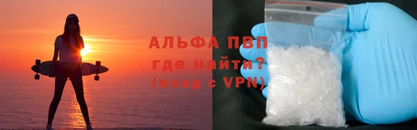сатива Новозыбков